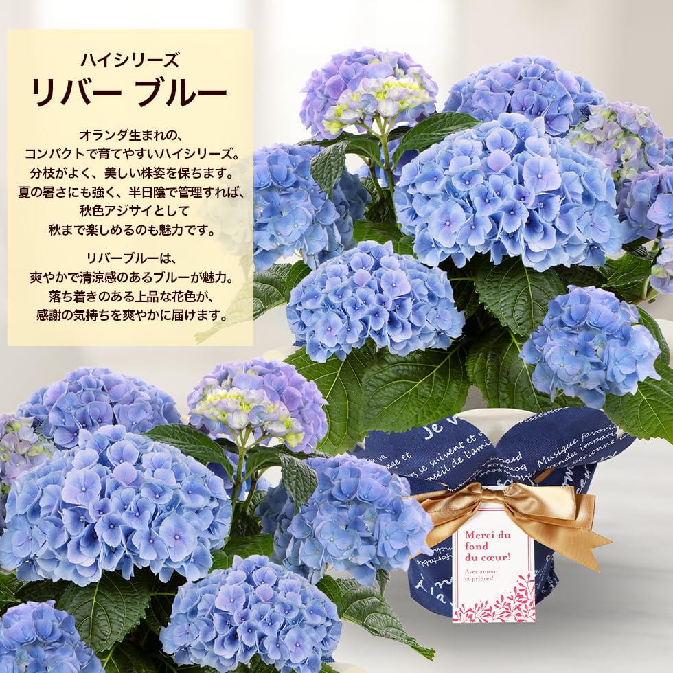 Amazon.co.jp: 母の日 2026 あじさい プレゼント ギフト アジサイ5号